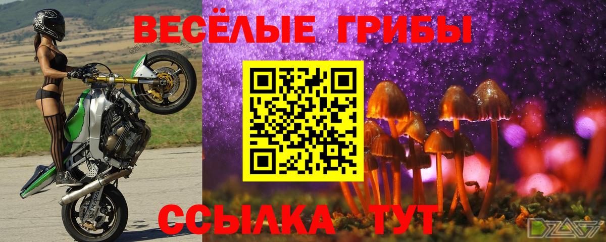 Галлюциногенные грибы Psilocybine cubensis Лабытнанги